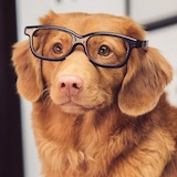 A labrador retriever mix dog wearing horned rimmed glasses.